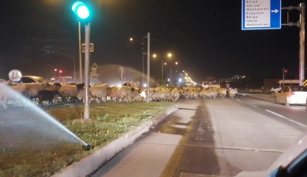 Erzurum’da karayoluna çıkan koyun sürüsü trafiği felç etti
