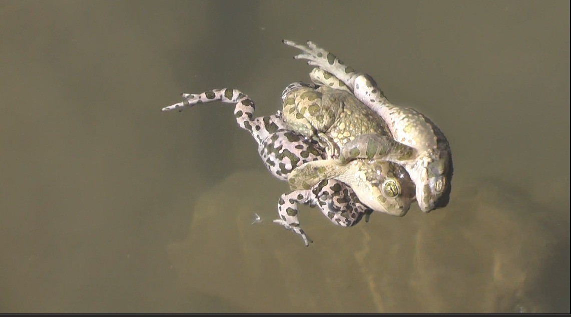 Suda sarmaş dolaş olan üç kurbağa görüntülendi